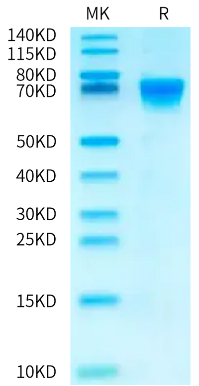 Biotinylated Human CD27 on Bis-Tris PAGE under reduced condition. The purity is greater than 95%.Biotinylated Human CD27/TNFRSF7 Protein, Active