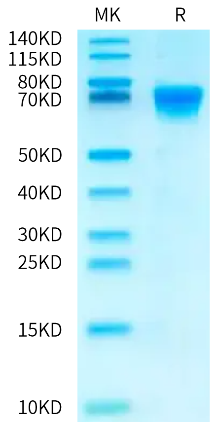 Biotinylated Human CD27 on Bis-Tris PAGE under reduced condition. The purity is greater than 95%.Biotinylated Human CD27/TNFRSF7 Protein, Active