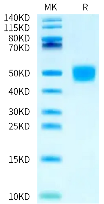 Biotinylated Human MSLN on Bis-Tris PAGE under reduced condition. The purity is greater than 95%.Biotinylated Human MSLN/Mesothelin Protein, Active