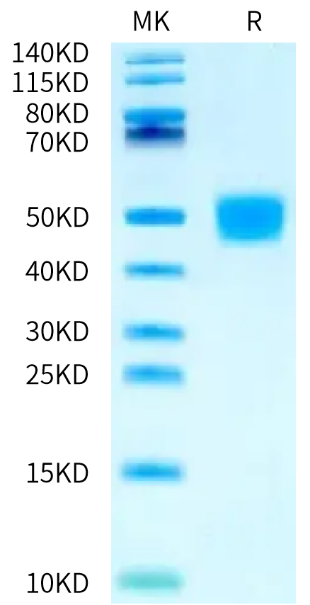 Biotinylated Human MSLN on Bis-Tris PAGE under reduced condition. The purity is greater than 95%.Biotinylated Human MSLN/Mesothelin Protein, Active