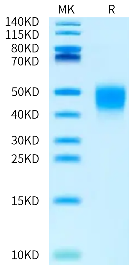 Biotinylated Human IFN alpha/beta R2 on Bis-Tris PAGE under reduced condition. The purity is greater than 95%.Biotinylated Human IFN alpha/beta R2 Protein, Active