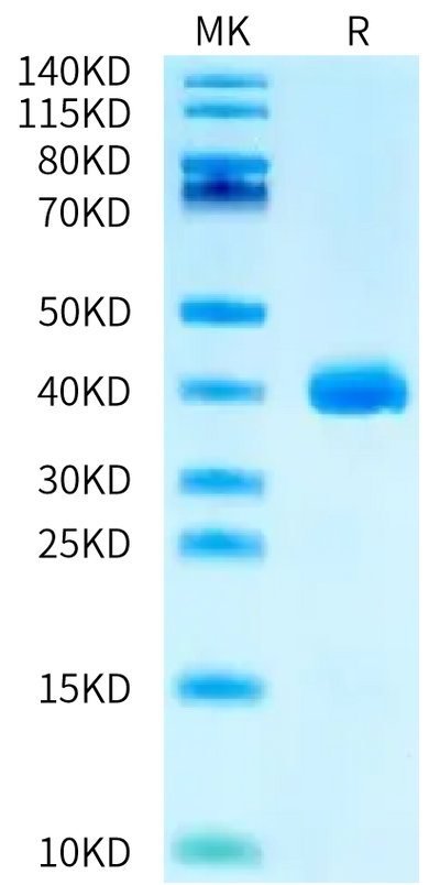 Biotinylated Human APOE3 on Bis-Tris PAGE under reduced condition. The purity is greater than 95%.Biotinylated Human APOE3/Apolipoprotein E Protein