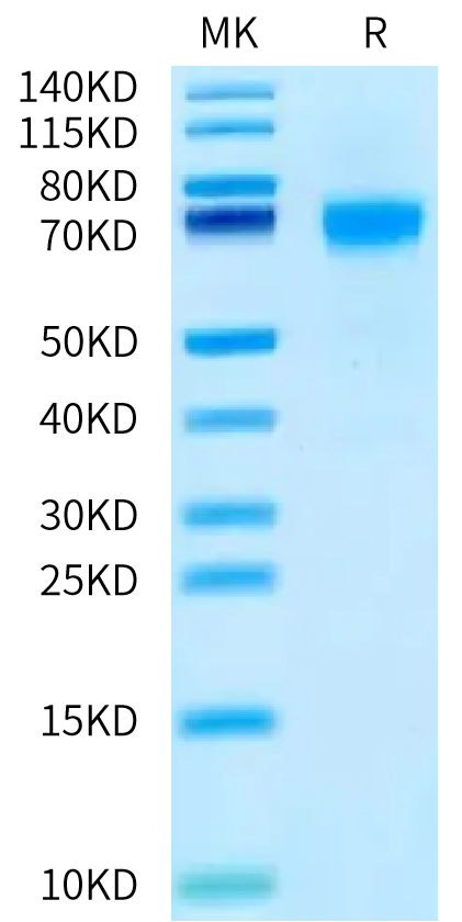 Human NPR1 on Bis-Tris PAGE under reduced condition. The purity is greater than 95%.Recombinant Human NPR1/NPRA Protein, Active