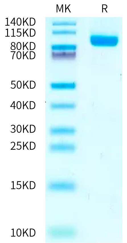 Cynomolgus NPR1 on Bis-Tris PAGE under reduced condition. The purity is greater than 95%.Recombinant Cynomolgus NPR1/NPRA Protein