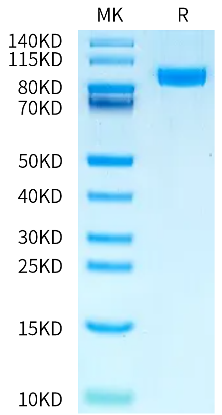 Human NPR1 on Bis-Tris PAGE under reduced condition. The purity is greater than 95%.Recombinant Human NPR1/NPRA Protein, Active