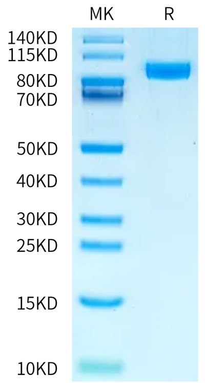Human NPR1 on Bis-Tris PAGE under reduced condition. The purity is greater than 95%.Recombinant Human NPR1/NPRA Protein, Endotoxin-Free, Active