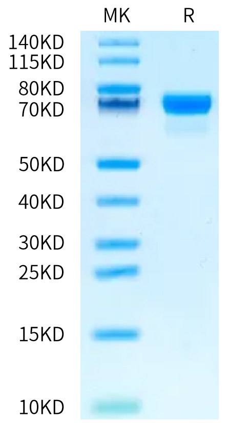 Human PD-L1 on Bis-Tris PAGE under reduced condition. The purity is greater than 95%.Recombinant Human PD-L1/B7-H1 Protein, Active