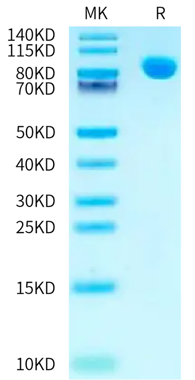 Mouse NPR1 on Bis-Tris PAGE under reduced condition. The purity is greater than 95%.Recombinant Mouse NPR1/NPRA Protein