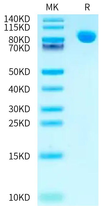 Mouse NPR1 on Bis-Tris PAGE under reduced condition. The purity is greater than 95%.Recombinant Mouse NPR1/NPRA Protein