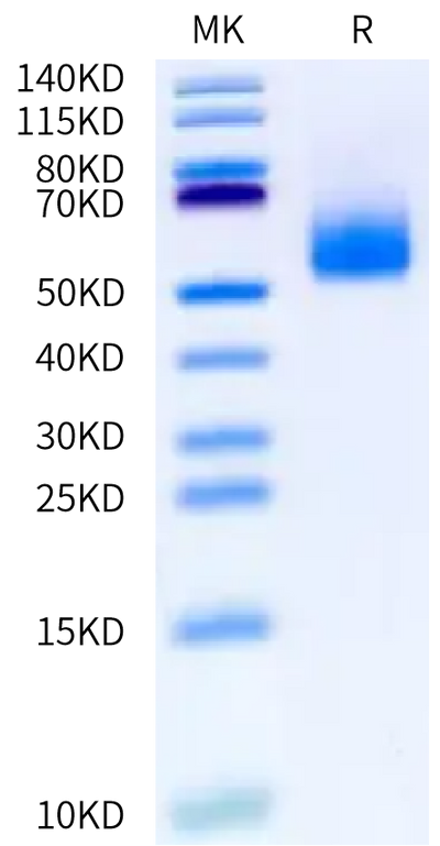 Human IL-13Ra2 on Bis-Tris PAGE under reduced condition. The purity is greater than 95%.Recombinant Human IL-13Ra2 Protein, Active
