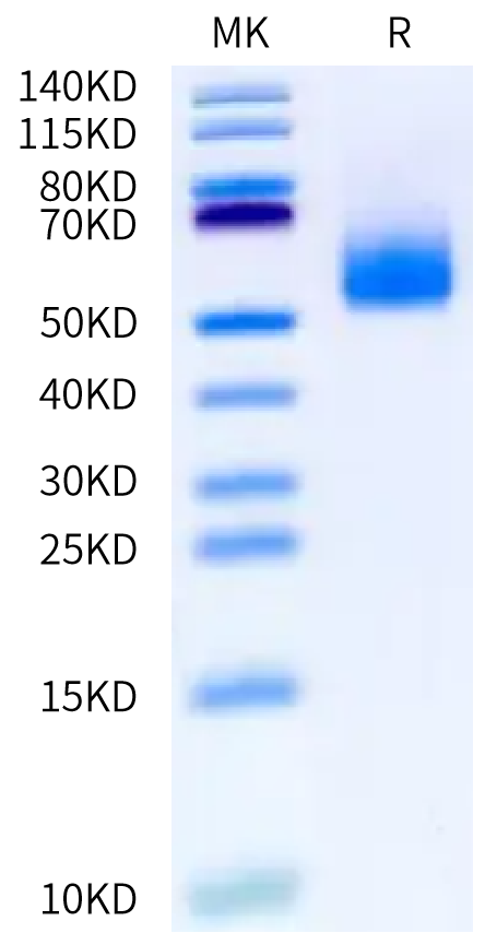 Human IL-13Ra2 on Bis-Tris PAGE under reduced condition. The purity is greater than 95%.Recombinant Human IL-13Ra2 Protein, Active