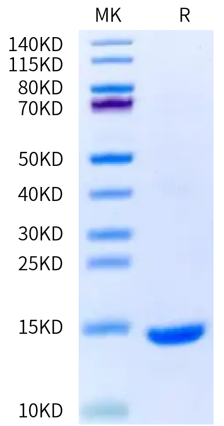 Human/Mouse/Rat GDF-8 on Bis-Tris PAGE under reduced (R) condition. The purity is greater than 95%.Recombinant Human/Mouse/Rat GDF-8 Protein, Active