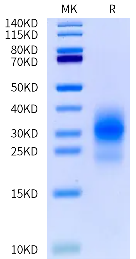 Biotinylated Human MSLN on Bis-Tris PAGE under reduced condition. The purity is greater than 95%.Biotinylated Human MSLN/Mesothelin Protein, Active