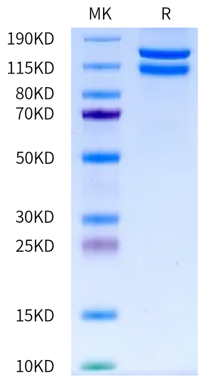 Cynomolgus ITGA2&ITGB1 on Bis-Tris PAGE under reduced condition. The purity is greater than 95%.Recombinant Cynomolgus Integrin alpha 2 beta 1 (ITGA2&ITGB1) Heterodimer Protein