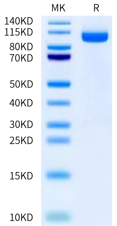 Human CDCP1 ATF&CTF on Bis-Tris PAGE under reduced condition. The purity is greater than 95%.Recombinant Human CDCP1 ATF&CTF Protein, Active