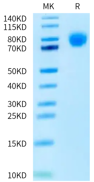 Human TPO on Bis-Tris PAGE under reduced condition. The purity is greater than 95%.Recombinant Human TPO/Thrombopoietin Protein, Active