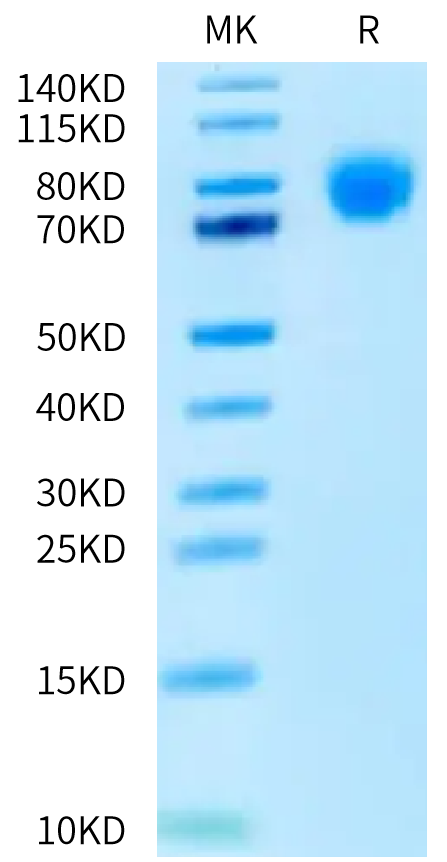 Human TPO on Bis-Tris PAGE under reduced condition. The purity is greater than 95%.Recombinant Human TPO/Thrombopoietin Protein, Active