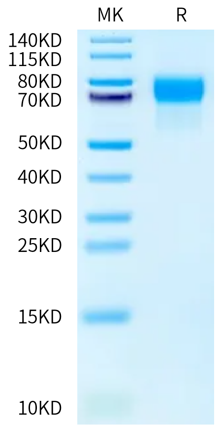 Human LILRA2 on Bis-Tris PAGE under reduced condition. The purity is greater than 95%.Recombinant Human LILRA2/CD85h/ILT1 Protein