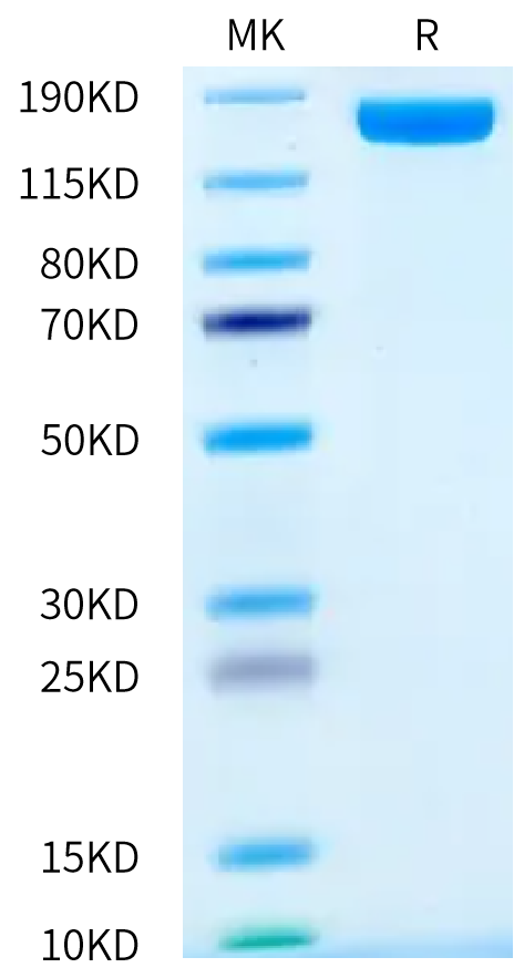 Human VEGF R2 on Bis-Tris PAGE under reduced condition. The purity is greater than 95%.Recombinant Human VEGF R2/KDR Protein, Active