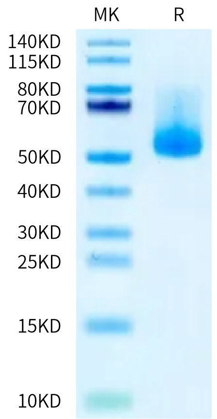 Biotinylated Human IL-13Ra2 on Bis-Tris PAGE under reduced condition. The purity is greater than 95%.Biotinylated Human IL-13Ra2 Protein, Active