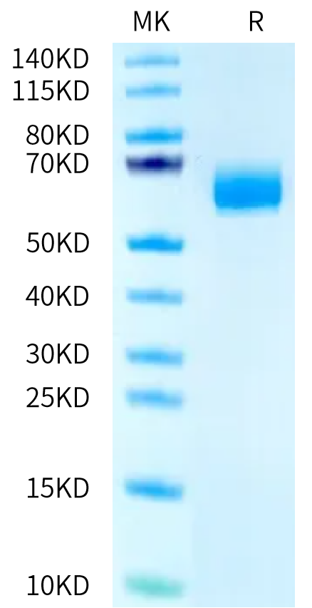 Biotinylated Human CLEC9A on Bis-Tris PAGE under reduced condition. The purity is greater than 95%.Biotinylated Human CLEC9A Protein, Active