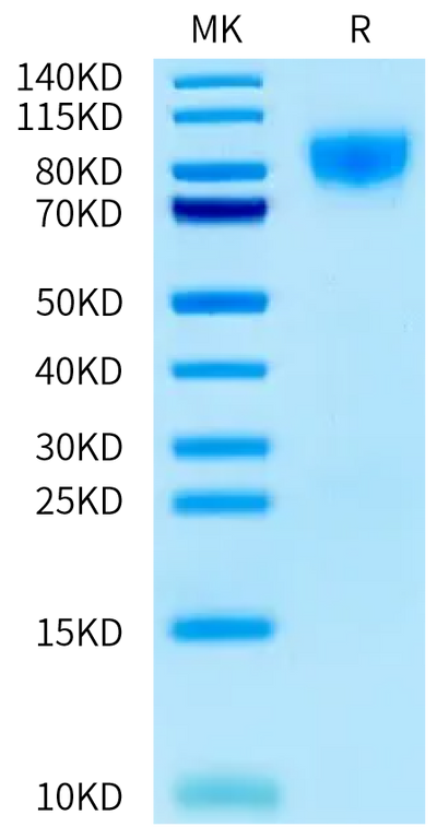 Mouse TPO on Bis-Tris PAGE under reduced condition. The purity is greater than 95%.Recombinant Mouse TPO/Thrombopoietin Protein