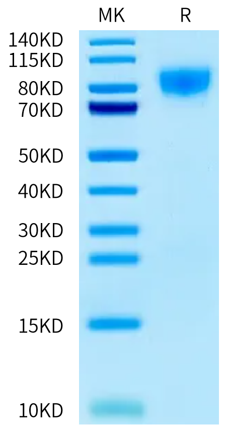 Mouse TPO on Bis-Tris PAGE under reduced condition. The purity is greater than 95%.Recombinant Mouse TPO/Thrombopoietin Protein