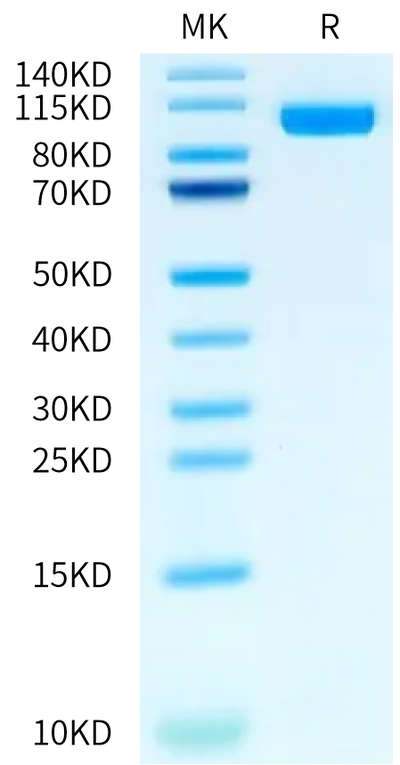 Rat PTK7 on Bis-Tris PAGE under reduced condition. The purity is greater than 95%.Recombinant Rat PTK7/CCK4 Protein