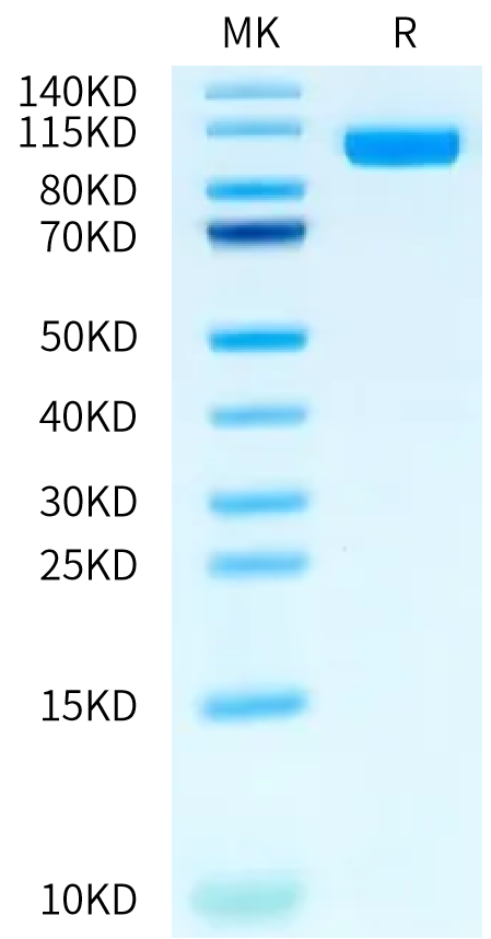 Rat PTK7 on Bis-Tris PAGE under reduced condition. The purity is greater than 95%.Recombinant Rat PTK7/CCK4 Protein