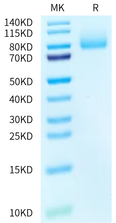 Biotinylated Human PSGL-1 on Bis-Tris PAGE under reduced condition. The purity is greater than 95%.Biotinylated Human PSGL-1 Protein