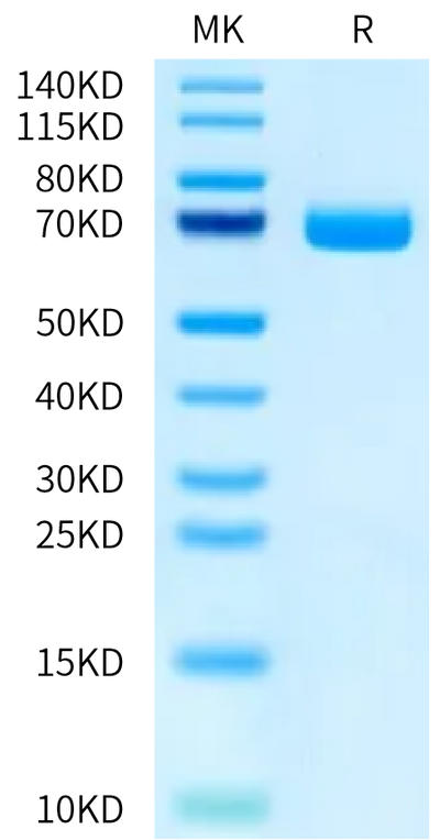 Biotinylated Human B7-H3 on Bis-Tris PAGE under reduced condition. The purity is greater than 95%.Biotinylated Human B7-H3/CD276 Protein, Active