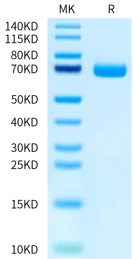 Biotinylated Human B7-H3 on Bis-Tris PAGE under reduced condition. The purity is greater than 95%.Biotinylated Human B7-H3/CD276 Protein, Active