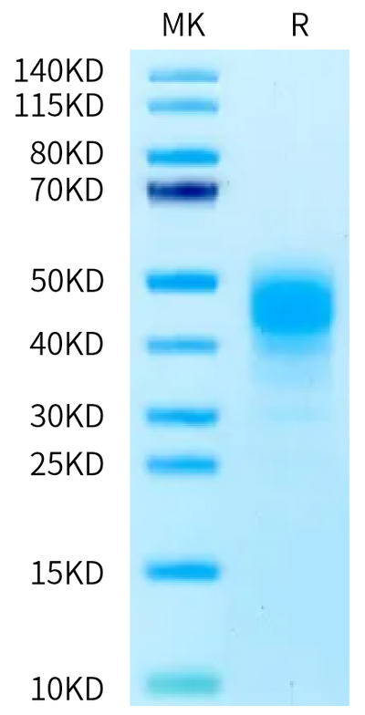 Mouse CD2 on Bis-Tris PAGE under reduced condition. The purity is greater than 95%.Recombinant Mouse CD2/SRBC Protein