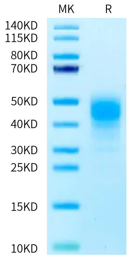 Mouse CD2 on Bis-Tris PAGE under reduced condition. The purity is greater than 95%.Recombinant Mouse CD2/SRBC Protein