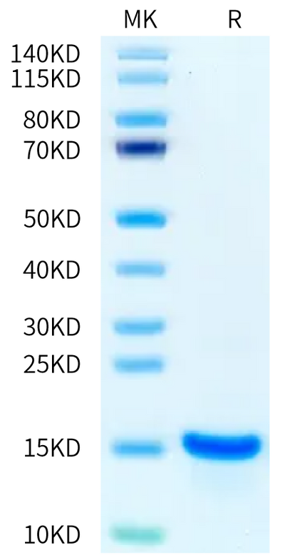 Human Betacellulin on Bis-Tris PAGE under reduced condition. The purity is greater than 95%.Recombinant Human Betacellulin-Protein