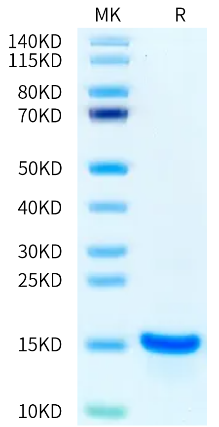 Human Betacellulin on Bis-Tris PAGE under reduced condition. The purity is greater than 95%.Recombinant Human Betacellulin-Protein