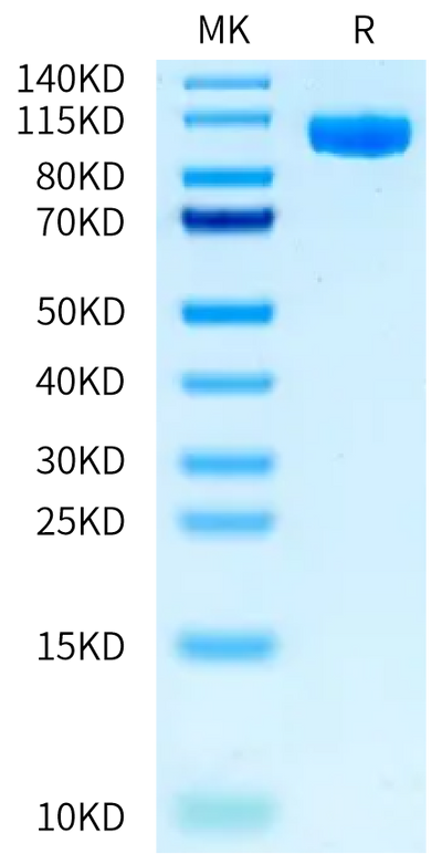 Biotinylated Mouse PTK7 on Bis-Tris PAGE under reduced condition. The purity is greater than 95%.Biotinylated Mouse PTK7/CCK4 Protein