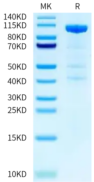 Human LRP-6 on Bis-Tris PAGE under reduced condition. The purity is greater than 90%.Recombinant Human LRP-6 Protein, Active