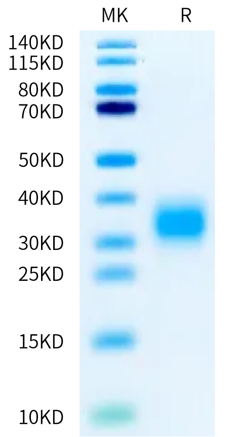 Biotinylated Cynomolgus GIPR on Bis-Tris PAGE under reduced condition. The purity is greater than 95%.Biotinylated Cynomolgus GIPR Protein, Active