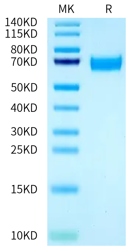 Rat NPR1 on Bis-Tris PAGE under reduced condition. The purity is greater than 95%.Recombinant Rat NPR1/NPRA Protein