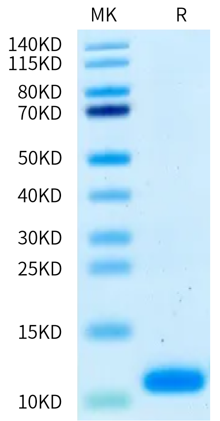 Human NRG1 Beta 1 on Bis-Tris PAGE under reduced condition. The purity is greater than 95%.Recombinant Human NRG1 Beta 1 Protein, Active