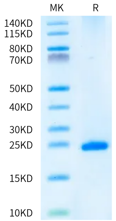 Human FGF-7 on Bis-Tris PAGE under reduced condition. The purity is greater than 95%.Recombinant Human FGF-7/KGF Protein, Active