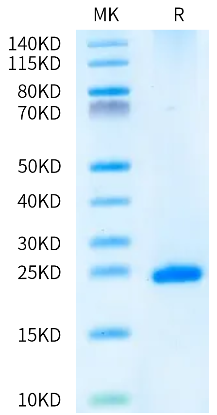 Human FGF-7 on Bis-Tris PAGE under reduced condition. The purity is greater than 95%.Recombinant Human FGF-7/KGF Protein, Active