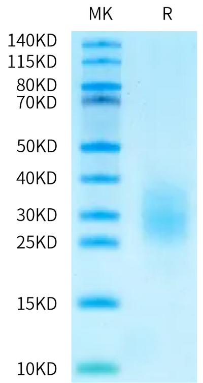 Biotinylated Human FcRH5 Domain on Bis-Tris PAGE under reduced condition. The purity is greater than 95%.Biotinylated Human FcRH5/FcRL5 Domain Protein, Active