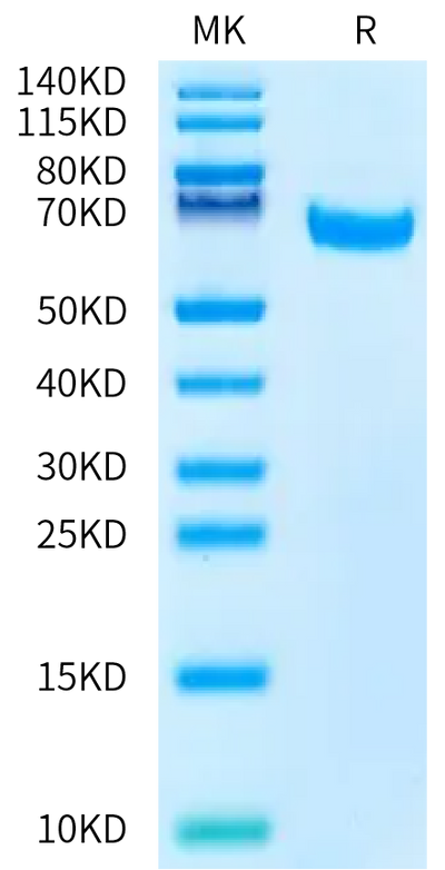 Biotinylated Human FCRL2 on Bis-Tris PAGE under reduced condition. The purity is greater than 95%.Biotinylated Human FCRL2/IRTA4 Protein, Active