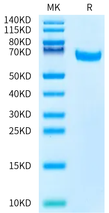 Biotinylated Human FCRL2 on Bis-Tris PAGE under reduced condition. The purity is greater than 95%.Biotinylated Human FCRL2/IRTA4 Protein, Active
