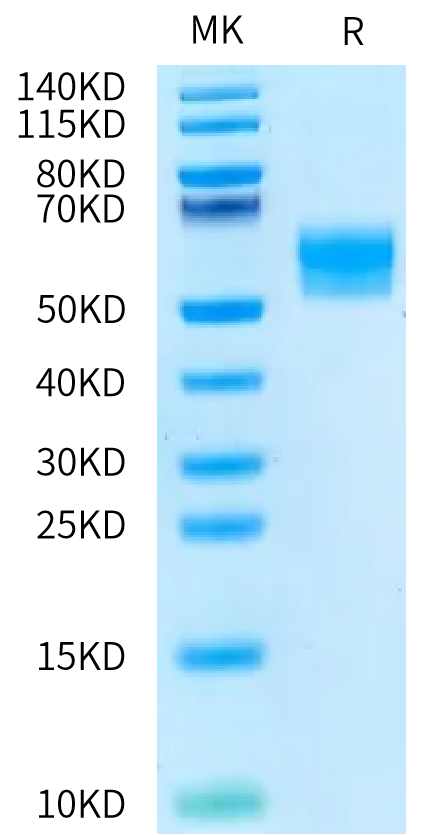 Biotinylated Human/Cynomolgus Activin RIIB on Bis-Tris PAGE under reduced condition. The purity is greater than 95%.Biotinylated Human/Cynomolgus Activin RIIB/ACVR2B Protein, Active