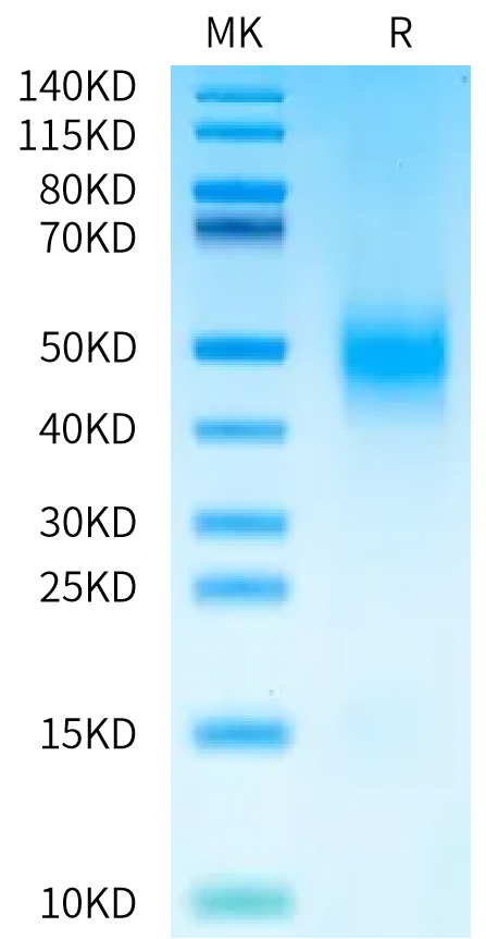 FITC-Labeled Human CD47 on Bis-Tris PAGE under reduced condition. The purity is greater than 95%.Recombinant FITC-Labeled Human CD47 Protein, Active