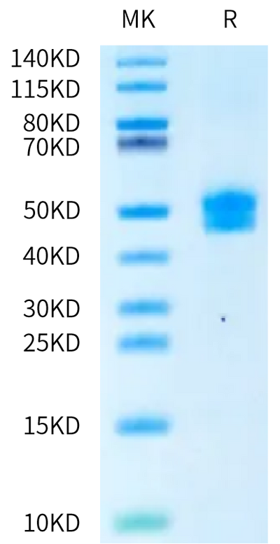Cynomolgus/Rhesus macaque BAFFR on Bis-Tris PAGE under reduced condition. The purity is greater than 95%.Recombinant Cynomolgus/Rhesus macaque BAFFR/TNFRSF13C Protein, Active