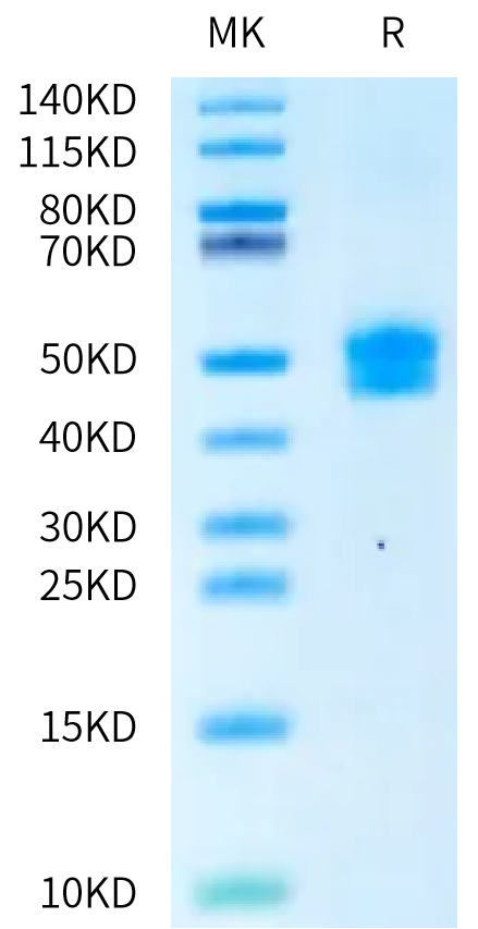 Cynomolgus/Rhesus macaque BAFFR on Bis-Tris PAGE under reduced condition. The purity is greater than 95%.Recombinant Cynomolgus/Rhesus macaque BAFFR/TNFRSF13C Protein, Active